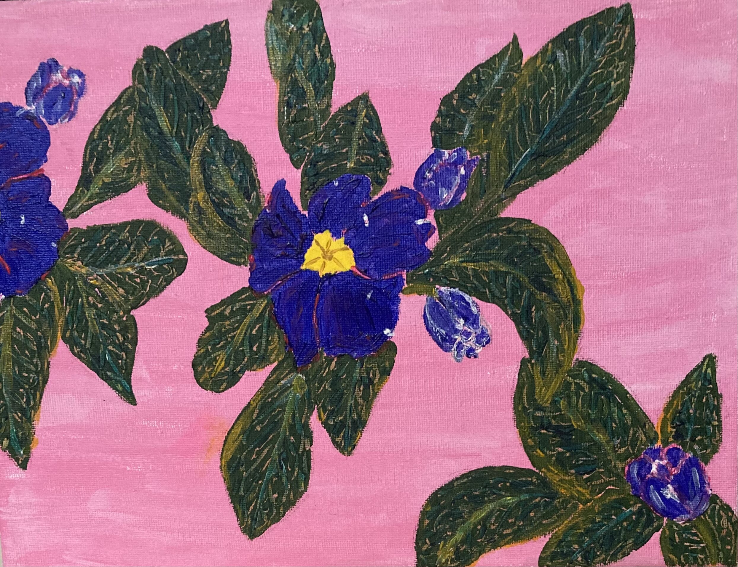 Purple Primula on pink