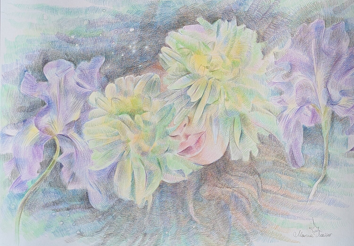 Chrysanthemen 2 Marina Kaiser Drawing for sale