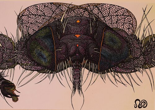 Moosefly by Neil Holmes, Drawing for Sale on Select
