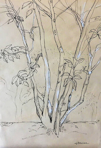 Medlar tree - Sketch by Francesca Tesoriere, Drawing for Sale on Select
