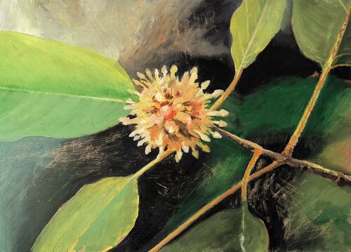 Kratom by Nico Birk, Painting for Sale on Select