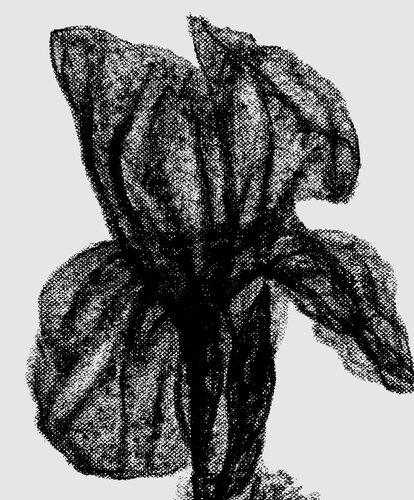 Nocturnal Iris – Botanical Study by Roi Pajursky, Painting for Sale on Select