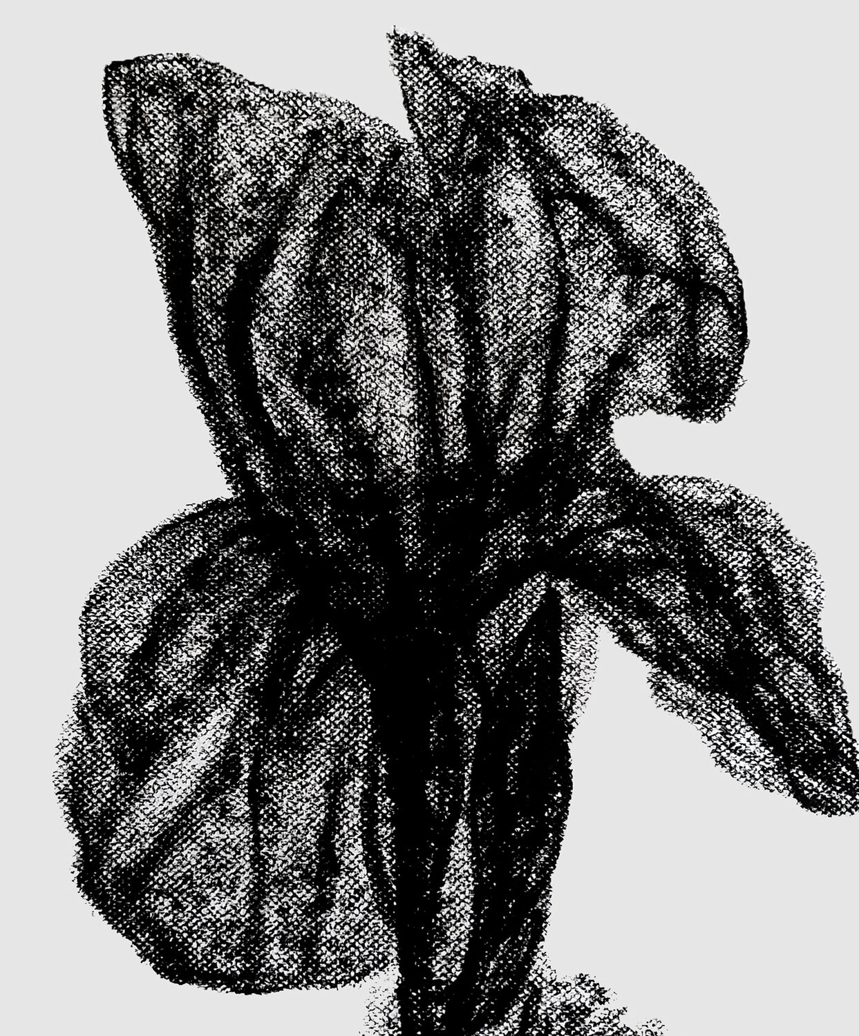Nocturnal Iris – Botanical Study Roi Pajursky Original painting for sale