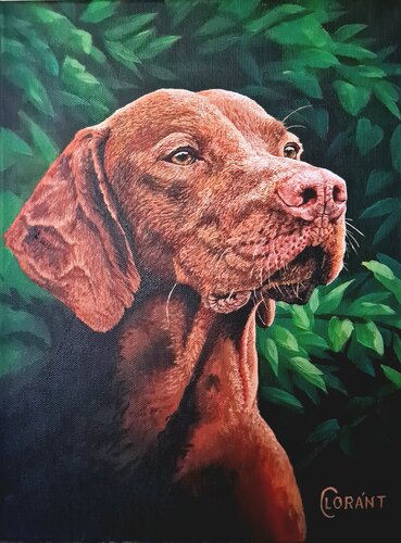 Vizsla Dog by Lorant Cucui, Painting for Sale on Select