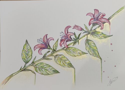 Lilium Study - Metallic Herbarium / Estudio Lirios - Herbario Metalizado by Rosa Sebastia, Painting for Sale on Select