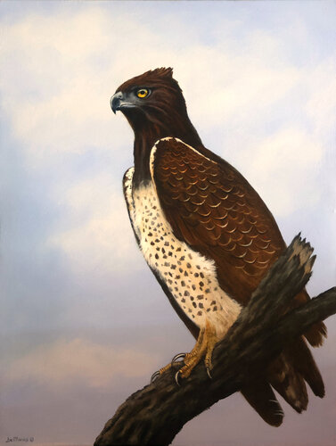 Martial Eagle - Sentinel of the African Skies von Joe Marais, Malerei kaufen auf Select