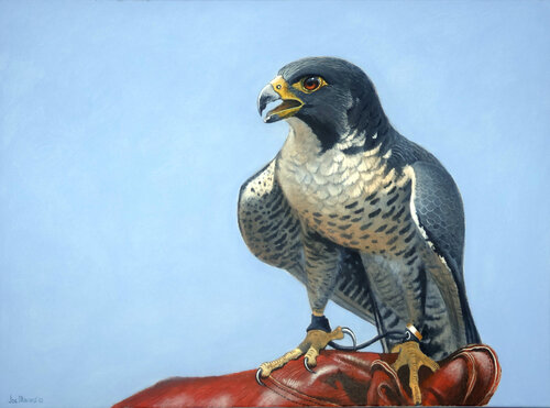 Peregrine - Falconry - The Sport of Kings von Joe Marais, Malerei kaufen auf Select