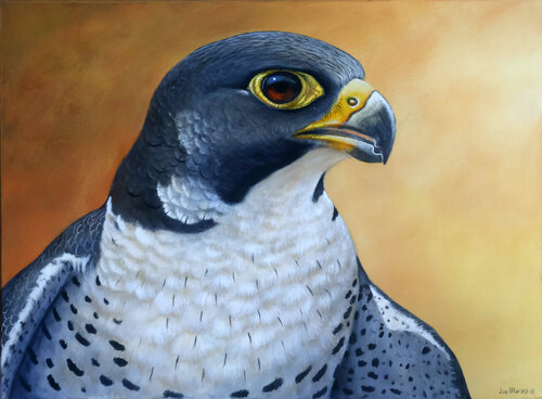 Peregrine - Falconry Master von Joe Marais, Malerei kaufen auf Select