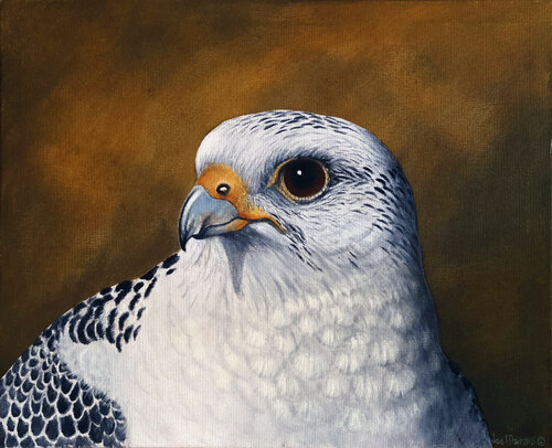 Gyr Falcon - Where the Gaze Meets the Infinite von Joe Marais, Malerei kaufen auf Select