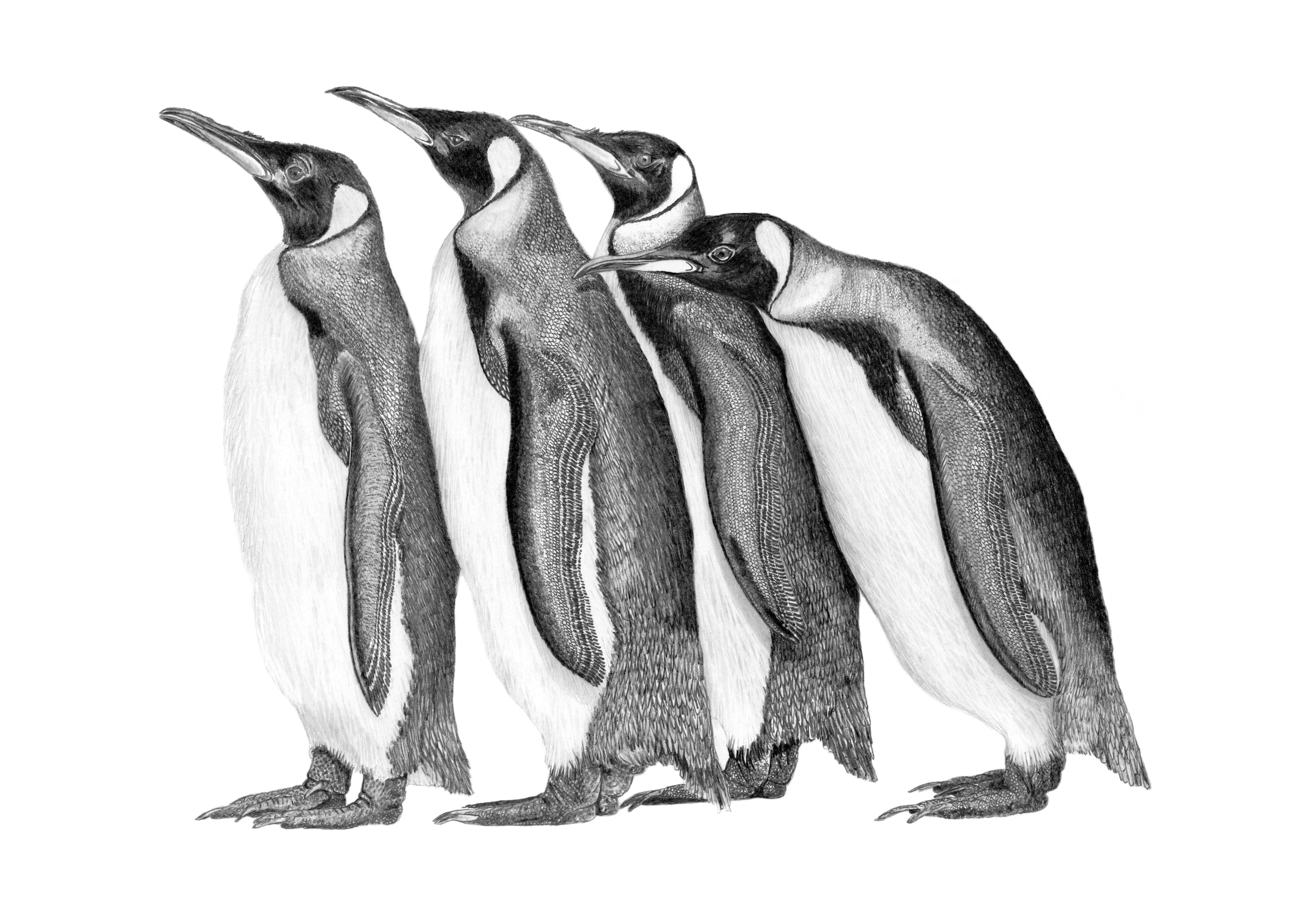 Penguin Parade
