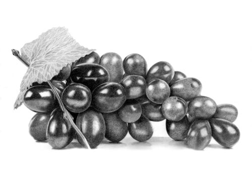 Grapes by Paul Stowe, Drawing for Sale on Select
