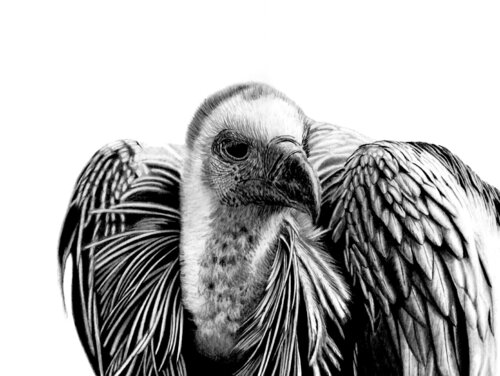 Cape Vulture by Paul Stowe, Drawing for Sale on Select