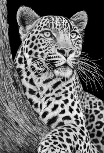 Resting Leopard 2026 by Paul Stowe, Drawing for Sale on Select