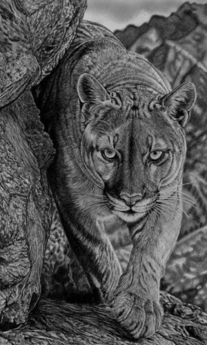 Cougar / Mountain Lion von Paul Stowe, Zeichnungen kaufen auf Select