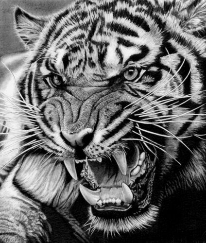 Roaring Tiger by Paul Stowe, Drawing for Sale on Select