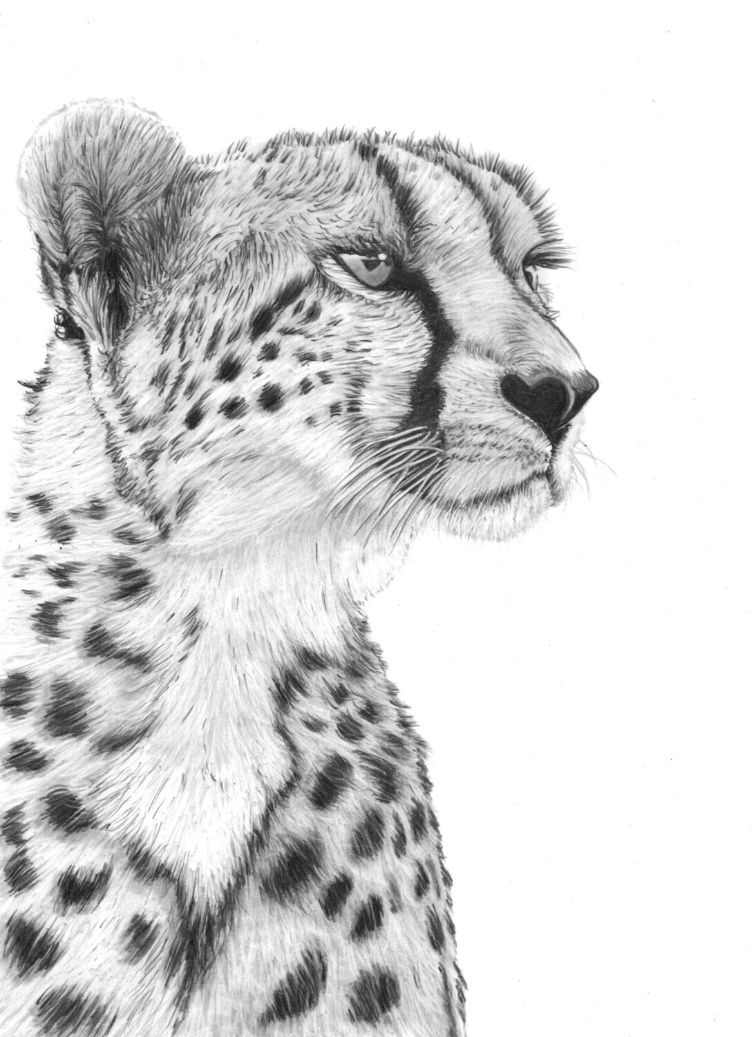 Cheetah Paul Stowe Drawing for sale