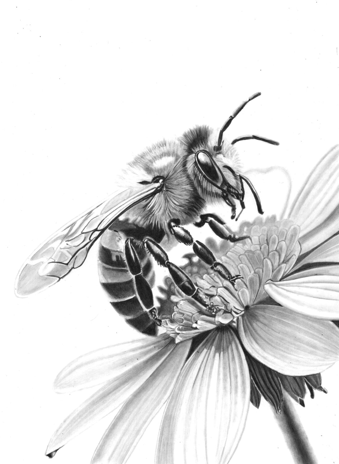 Pollen Collector Paul Stowe Drawing for sale