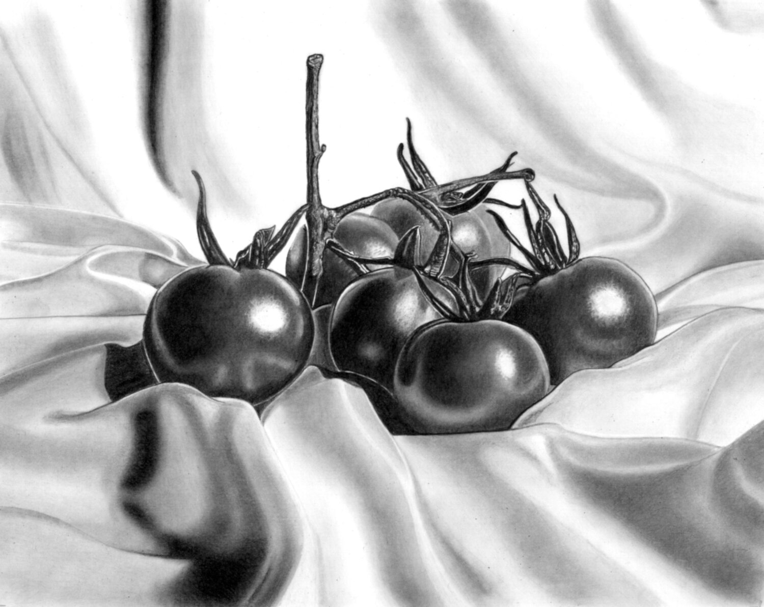 Vine Tomatoes Paul Stowe Drawing for sale