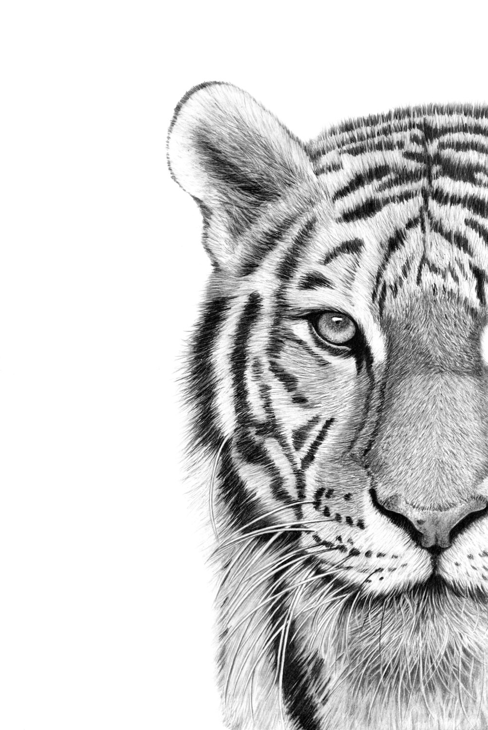 Rajah - Bengal Tiger Paul Stowe Drawing for sale