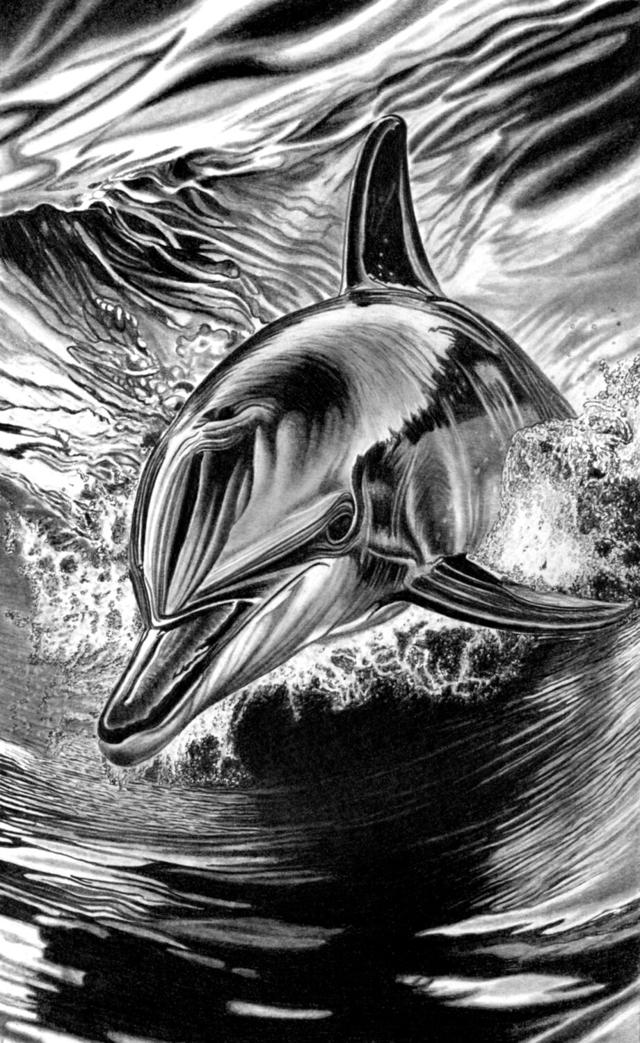 Bottlenose Dolphin Paul Stowe Drawing for sale