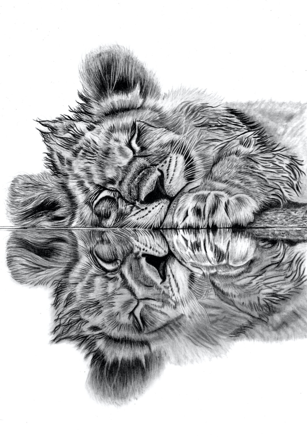 Lion Cub Reflection Paul Stowe Drawing for sale