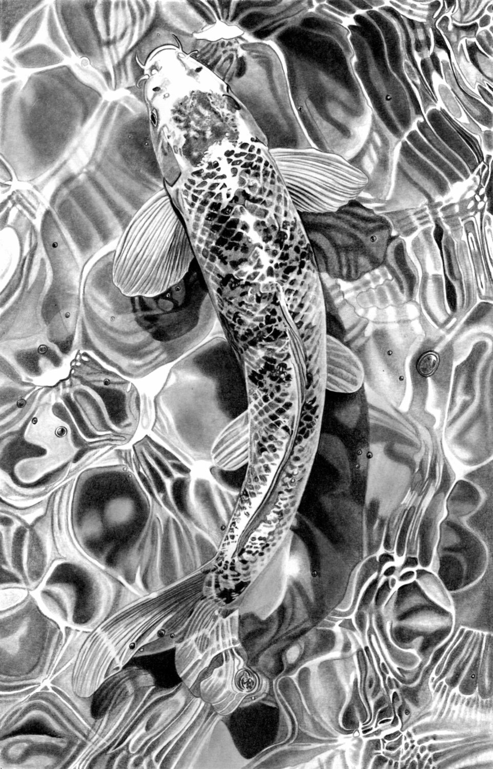 Koi Carp Paul Stowe Drawing for sale