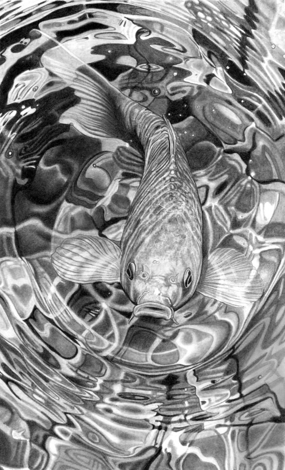 Koi Carp in Pencil III Paul Stowe Drawing for sale