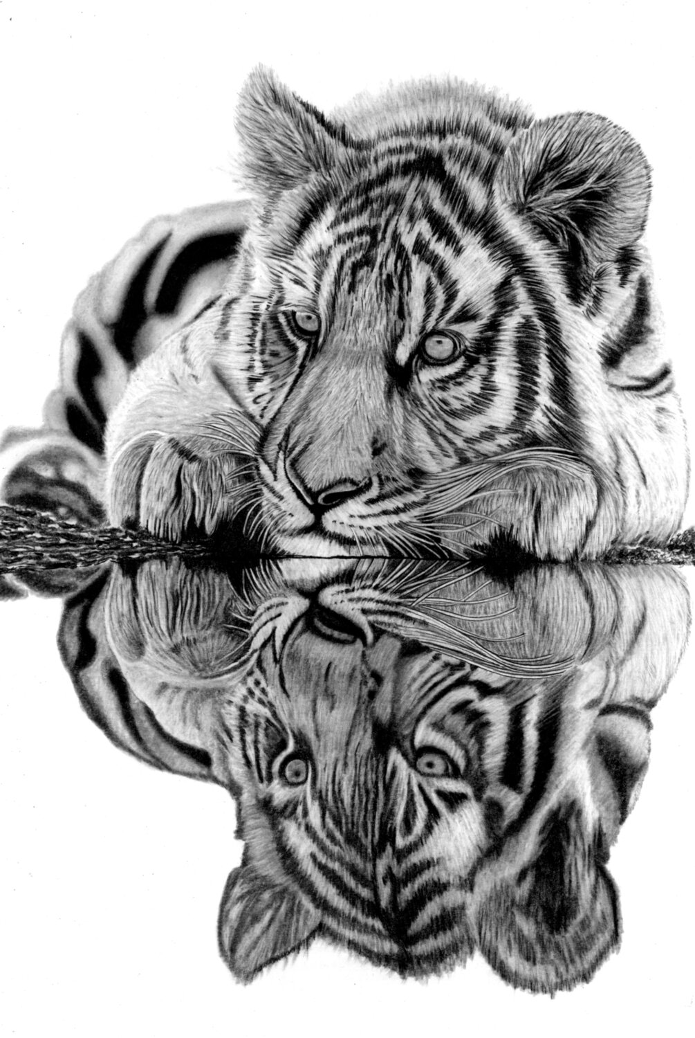 Tiger Cub Reflections Paul Stowe Drawing for sale