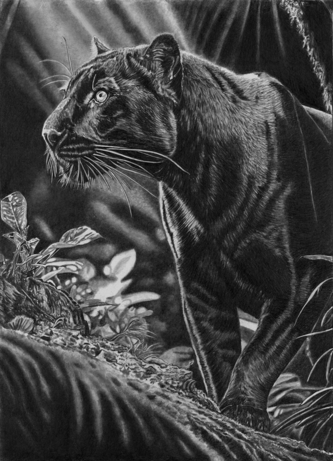 Black Jaguar (Black Panther) Paul Stowe Drawing for sale