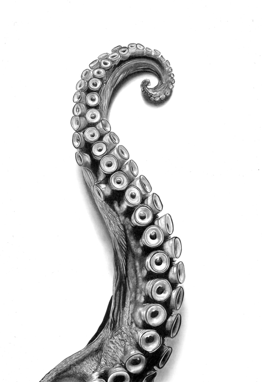 Octopus Arm Paul Stowe Drawing for sale