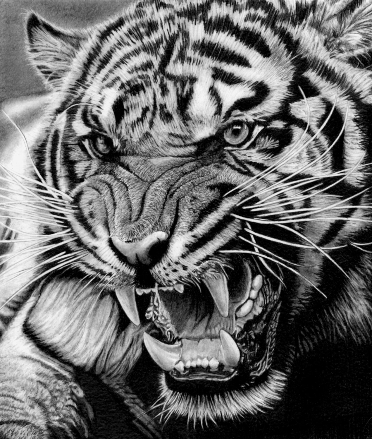 Roaring Tiger Paul Stowe Drawing for sale