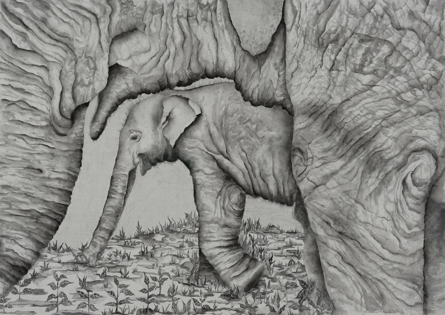 Baby Elephant and Mom in Thailand Linnea Pergola Drawing for sale