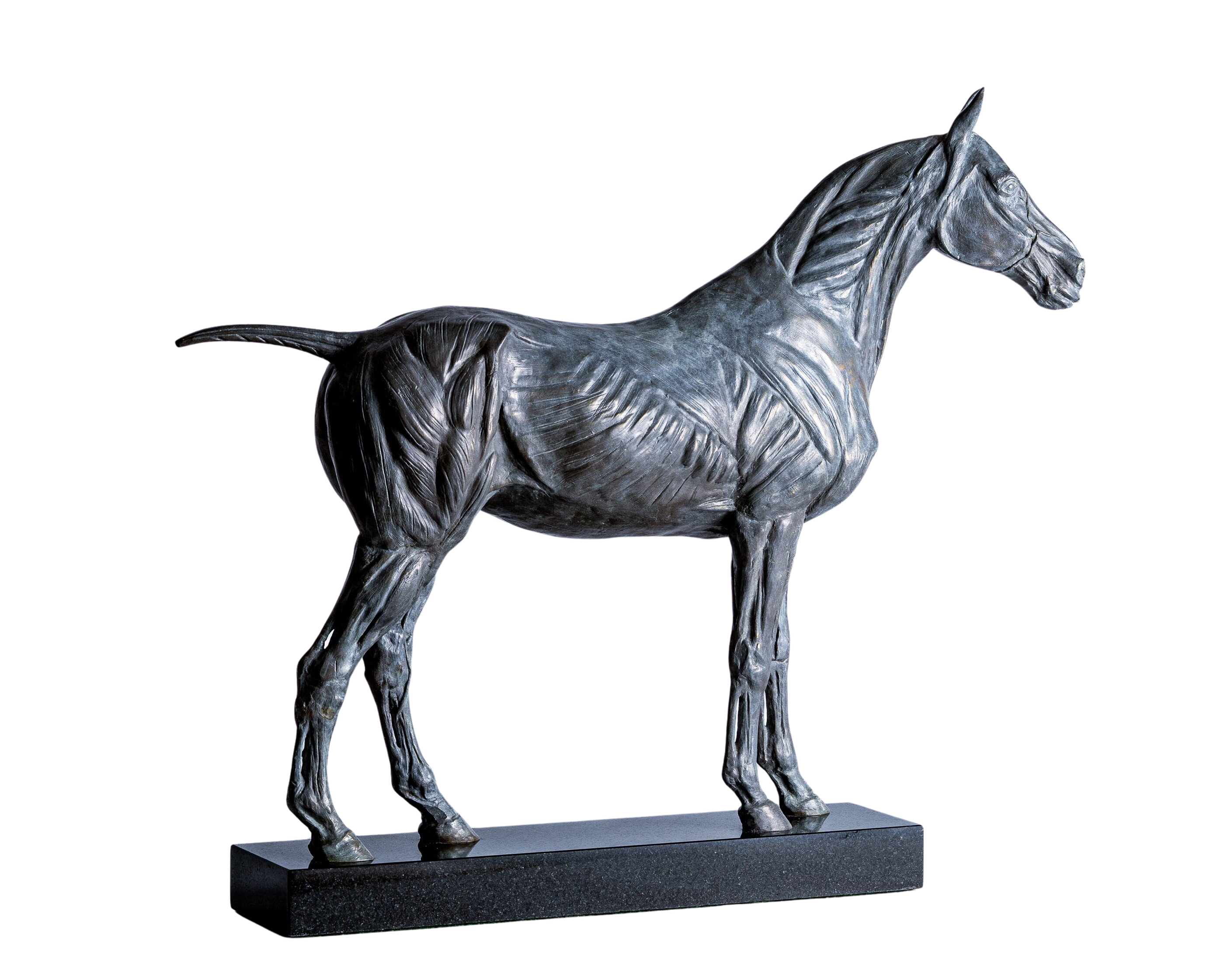 Anatomical Study of the Horse