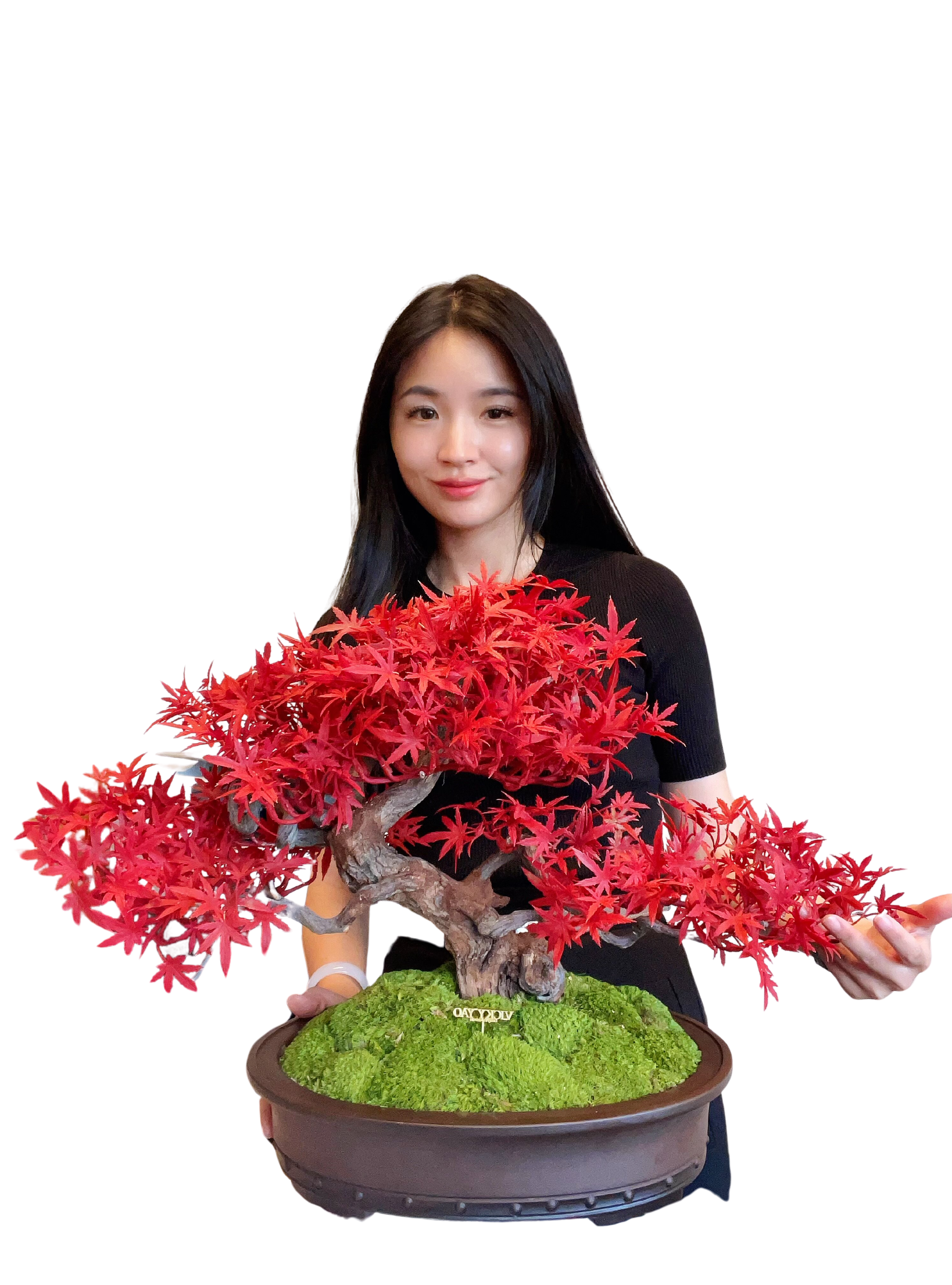 VICKY YAO Fine Bonsai - 2025 Latest Artwork: Realistic Bonsai Art Featuring Red Maple Leaves 58 x 42cmH
