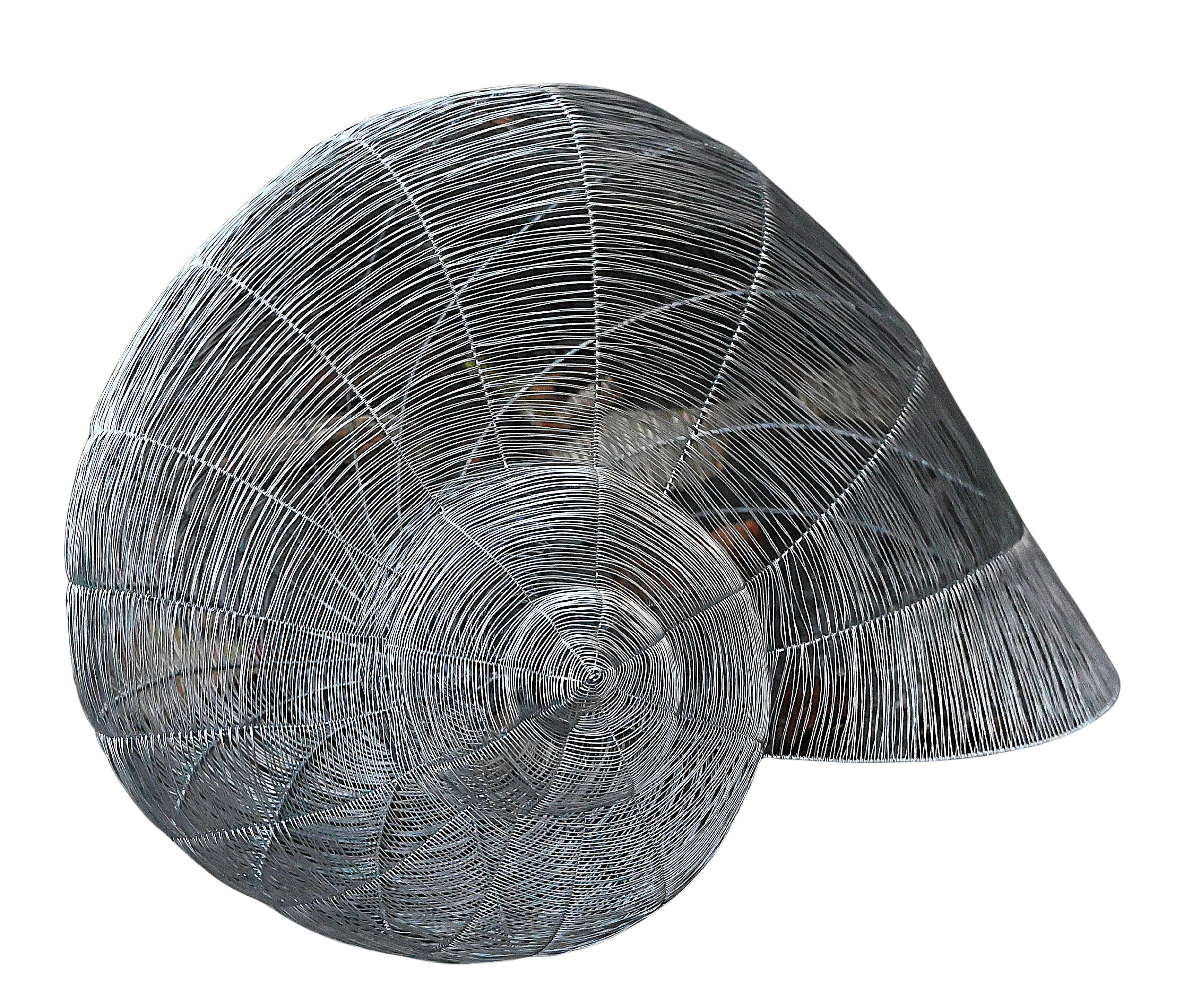 HELIX POMATIA 16