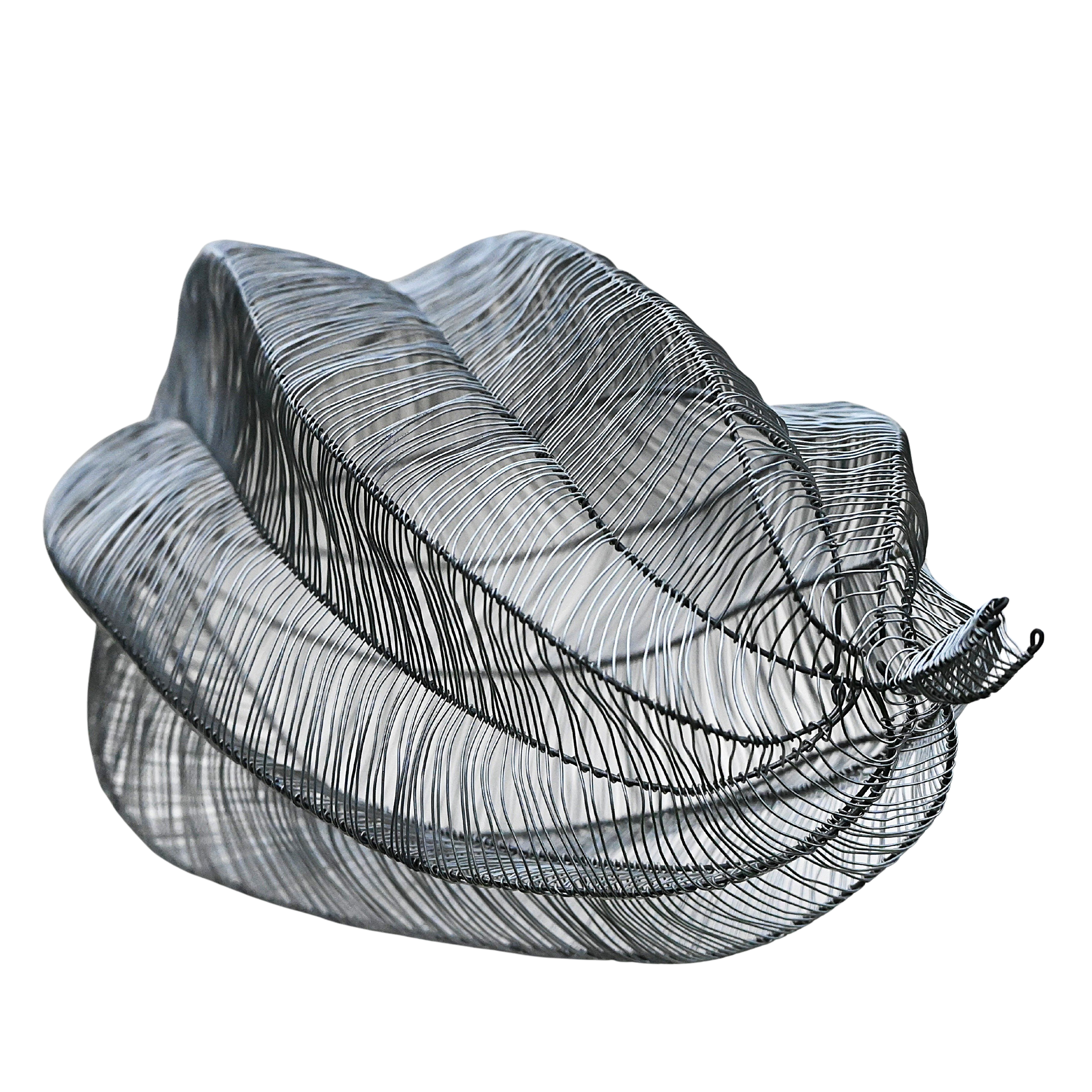 CAPSULA TORTUOSUS